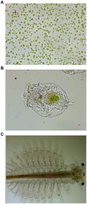 Adaptability and nutritional analysis of a newly isolated Chlorella sp. NeZha in brackish and marine environments with potential bioeconomic impacts